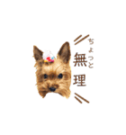 愛犬ヨーキー（ルイちゃん)  -日常ことば-（個別スタンプ：3）