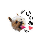 愛犬ヨーキー（ルイちゃん)  -日常ことば-（個別スタンプ：4）