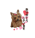 愛犬ヨーキー（ルイちゃん)  -日常ことば-（個別スタンプ：7）