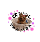 愛犬ヨーキー（ルイちゃん)  -日常ことば-（個別スタンプ：9）