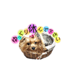 愛犬ヨーキー（ルイちゃん)  -日常ことば-（個別スタンプ：10）