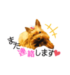 愛犬ヨーキー（ルイちゃん)  -日常ことば-（個別スタンプ：14）