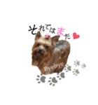 愛犬ヨーキー（ルイちゃん)  -日常ことば-（個別スタンプ：15）