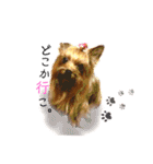 愛犬ヨーキー（ルイちゃん)  -日常ことば-（個別スタンプ：16）
