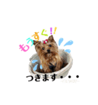 愛犬ヨーキー（ルイちゃん)  -日常ことば-（個別スタンプ：17）