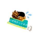 愛犬ヨーキー（ルイちゃん)  -日常ことば-（個別スタンプ：18）