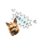 愛犬ヨーキー（ルイちゃん)  -日常ことば-（個別スタンプ：19）