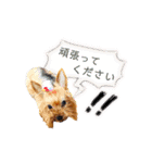愛犬ヨーキー（ルイちゃん)  -日常ことば-（個別スタンプ：20）