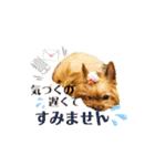 愛犬ヨーキー（ルイちゃん)  -日常ことば-（個別スタンプ：22）