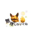 愛犬ヨーキー（ルイちゃん)  -日常ことば-（個別スタンプ：23）