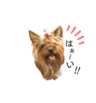 愛犬ヨーキー（ルイちゃん)  -日常ことば-（個別スタンプ：25）