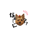 愛犬ヨーキー（ルイちゃん)  -日常ことば-（個別スタンプ：26）