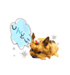 愛犬ヨーキー（ルイちゃん)  -日常ことば-（個別スタンプ：27）