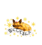 愛犬ヨーキー（ルイちゃん)  -日常ことば-（個別スタンプ：29）