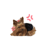 愛犬ヨーキー（ルイちゃん)  -日常ことば-（個別スタンプ：33）