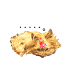 愛犬ヨーキー（ルイちゃん)  -日常ことば-（個別スタンプ：34）