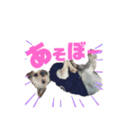 愛犬ヨーキー（ルイちゃん)  -日常ことば-（個別スタンプ：36）