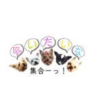 愛犬ヨーキー（ルイちゃん)  -日常ことば-（個別スタンプ：37）