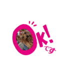 愛犬ヨーキー（ルイちゃん)  -日常ことば-（個別スタンプ：39）