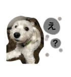 うちのわんこそら2（個別スタンプ：3）