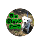 うちのわんこそら2（個別スタンプ：9）