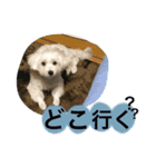 うちのわんこそら2（個別スタンプ：13）