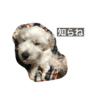 うちのわんこそら2（個別スタンプ：15）