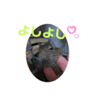 デグーのルナくん（個別スタンプ：5）
