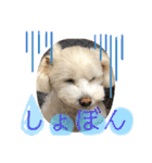 コールやん♡2020（個別スタンプ：24）