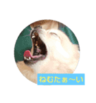 てぃだくんのスタンプ（個別スタンプ：1）