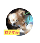 てぃだくんのスタンプ（個別スタンプ：4）