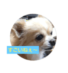 てぃだくんのスタンプ（個別スタンプ：5）