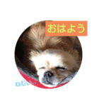 てぃだくんのスタンプ（個別スタンプ：8）
