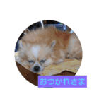てぃだくんのスタンプ（個別スタンプ：12）