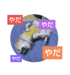 てぃだくんのスタンプ（個別スタンプ：14）