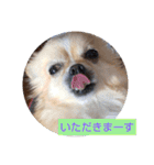 てぃだくんのスタンプ（個別スタンプ：15）