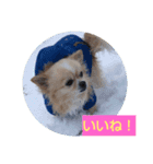 てぃだくんのスタンプ（個別スタンプ：16）