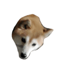 新手の犬猫スタンプ（個別スタンプ：2）