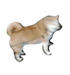 新手の犬猫スタンプ（個別スタンプ：3）