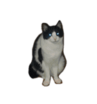 新手の犬猫スタンプ（個別スタンプ：5）