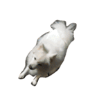 新手の犬猫スタンプ（個別スタンプ：6）
