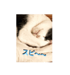 新手の犬猫スタンプ（個別スタンプ：7）