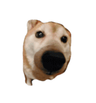 新手の犬猫スタンプ（個別スタンプ：16）
