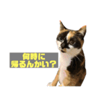 たぬき猫 あずき 1（個別スタンプ：4）