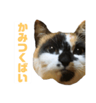 たぬき猫 あずき 1（個別スタンプ：8）