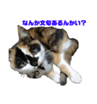 たぬき猫 あずき 1（個別スタンプ：19）