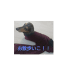 ミニチュアダックスフント(ダップル)（個別スタンプ：7）
