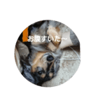ミニチュアダックスフント(ダップル)（個別スタンプ：8）