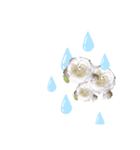 椿 冬の花 紅白アレンジ（個別スタンプ：4）