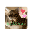 ベンガルのベルさん①（個別スタンプ：1）